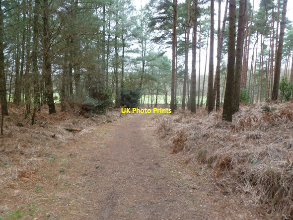 Photo 6"x4" Bloxworth, bridleway East Bloxworth c2012