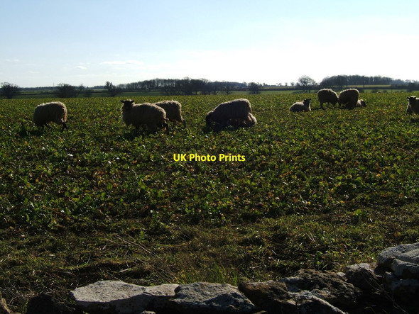 Photo 6"x4" Arable crop with grazing sheep Acton Turville c2012