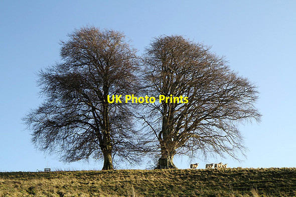 Photo 6"x4" Trees on the east side of Haining Loch Selkirk c2012