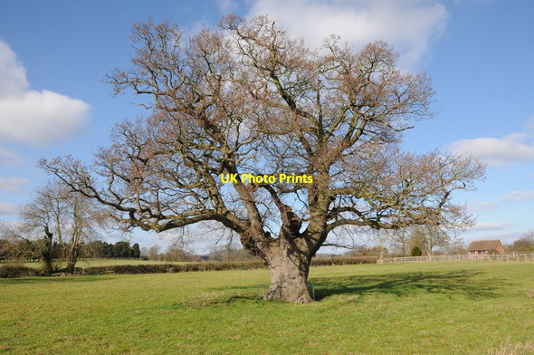 Photo 6"x4" Oak tree Wichenford c2012