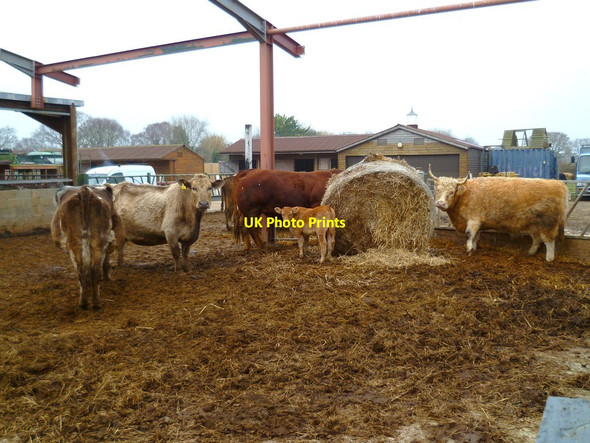 Photo 6"x4" Cattle by the footpath at Hale Farm Shipton Green c2012