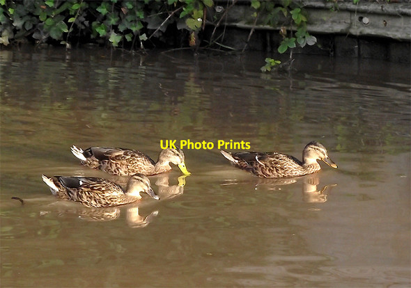 Photo 6"x4" Ducks near Long Lane Bridge in Middlewich, Cheshire Middlewich c2011