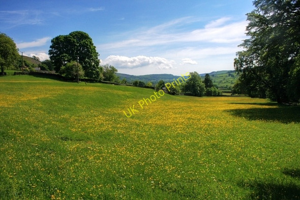 Photo 6"x4" Buttercup Meadows, Near Healaugh Healaugh\/SE0199 c2008