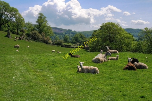 Photo 6"x4" Sheep Pasture, Near Healaugh Healaugh\/SE0199 c2008