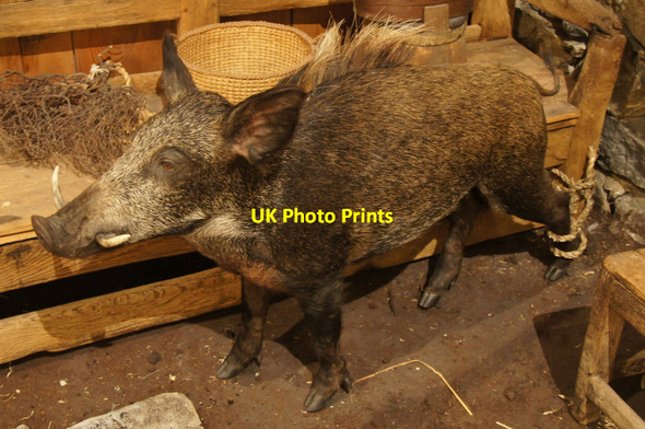 Photo 6"x4" Reconstruction of a Shetland 'grice' in Shetland Museum, Lerwick Lerwick c2012