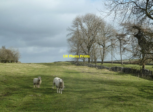 Photo 6"x4" Upland grazing near Bull Tor Litton Mill c2012
