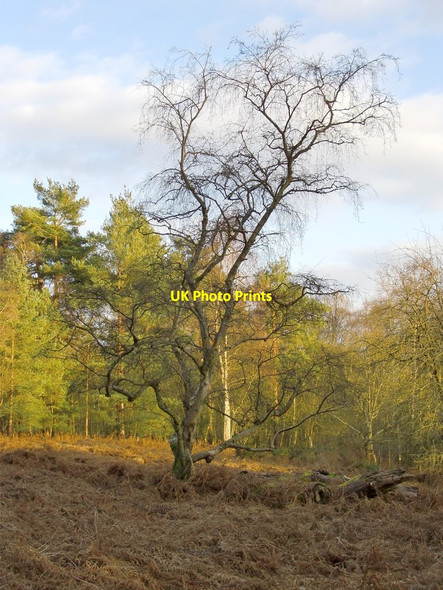 Photo 6"x4" Woodland, Common Piece, Witley (1) Culmer c2012