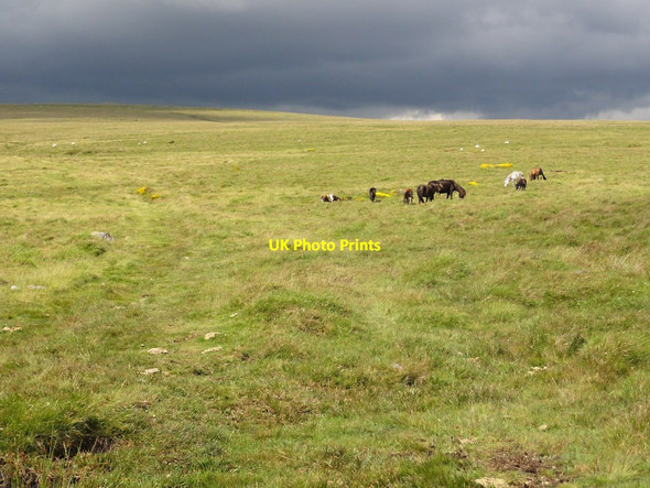 Photo 6"x4" Brent Moor Didworthy c2011