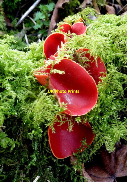 Photo 6"x4" Scarlet elf cap, Chee Dale Blackwell\/SK1272 c2012