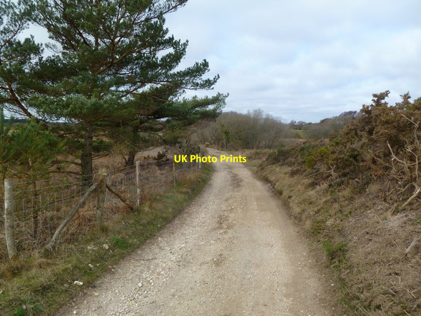 Photo 6"x4" Studland Heath, bridleway Studland c2012
