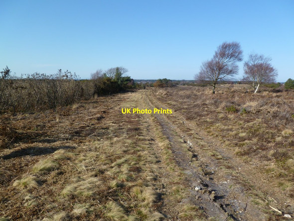 Photo 6"x4" Studland Heath, bridleway Studland c2012