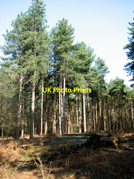 Photo 6"x4" Pine trees in Sisland Carr Sisland c2012