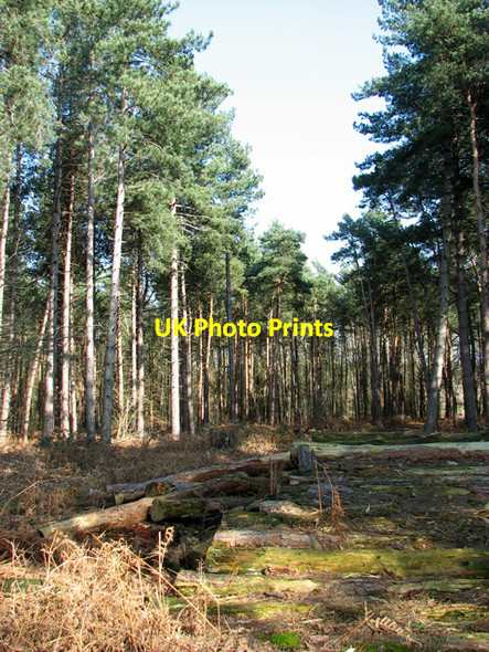 Photo 6"x4" Moss-covered logs in Sisland Carr Sisland c2012