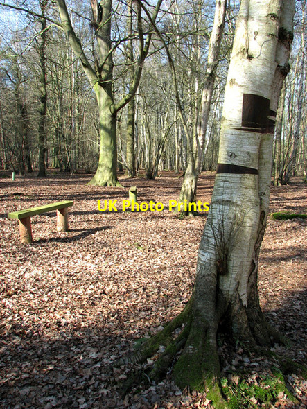 Photo 6"x4" Seats in Sisland Carr Sisland c2012