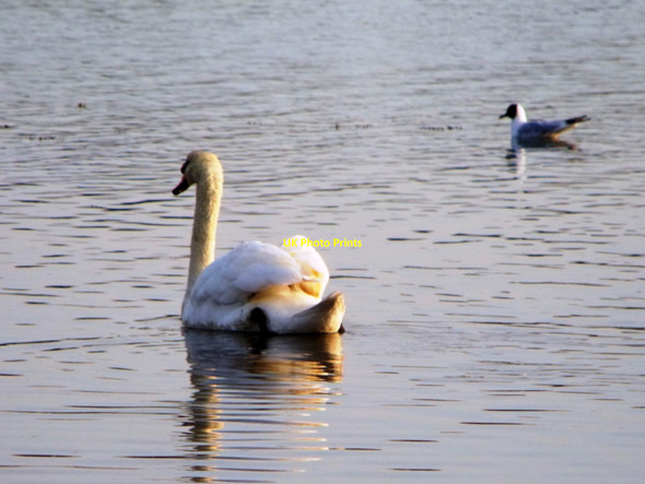 Photo 6"x4" Mute swan, Bosham Bosham c2012