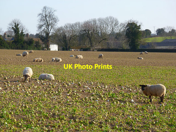 Photo 6"x4" Farmland, Wonston Wonston\/SU4739 c2012