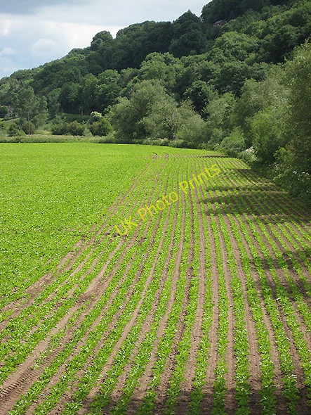 Photo 6"x4" Crop field at Kerne Bridge Leys Hill\/SO5819 c2008