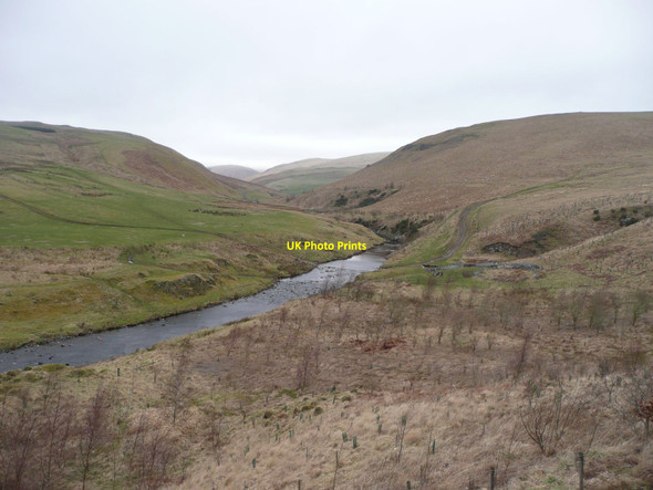 Photo 6"x4" Newish plantation beside River Coquet Linbriggs c2012