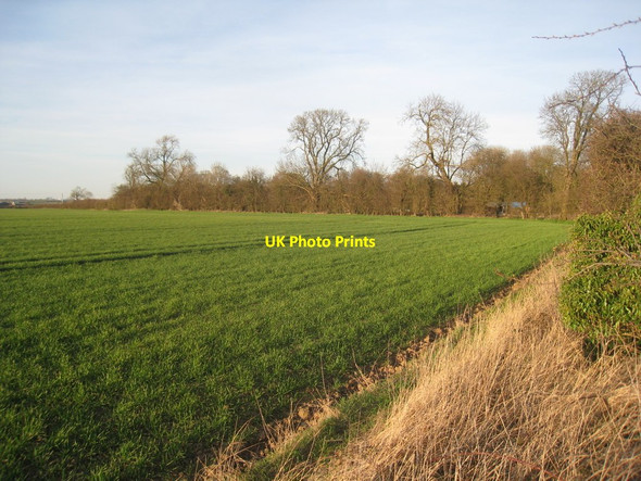 Photo 6"x4" Behind the hedge Thornton Curtis c2012