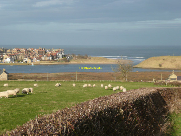 Photo 6"x4" Sheep in pasture over the hedge High Buston c2012