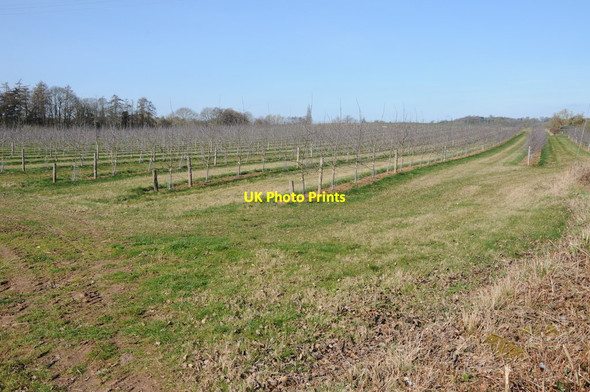 Photo 6"x4" Orchard at Bosbury Bosbury c2012