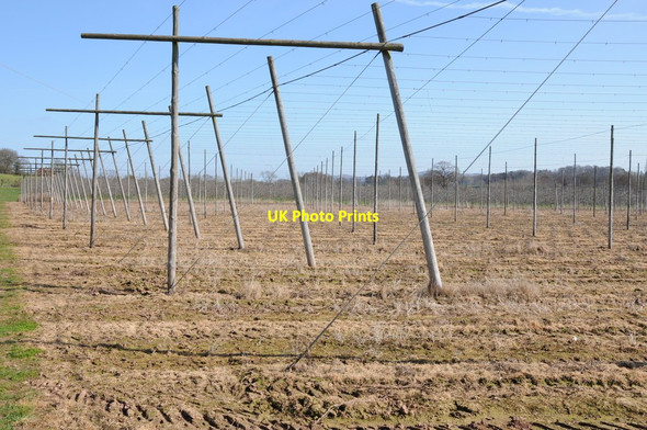 Photo 6"x4" Hop field at Bosbury Bosbury c2012