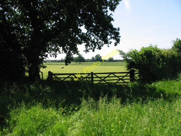 Photo 6"x4" Sheep fields near Swingfield Minnis Swingfield Street c2008