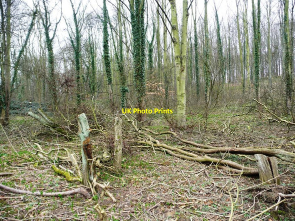Photo 6"x4" Felled trees, Hundred Acre Plantation Ledsham\/SE4529 c2012