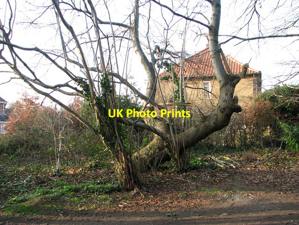 Photo 6"x4" Cottage on the edge of Belmore Plantation, Thorpe St Andrew Thorpe St Andrew c2012