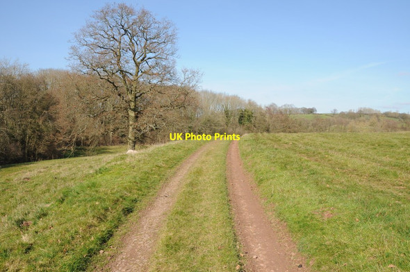 Photo 6"x4" Track passing a tree in the Leadon valley Fox Hill\/SO6845 c2012