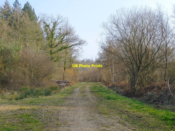Photo 6"x4" Forestry Commission track, Botany Bay Highstreet Green\/SU9835 c2012