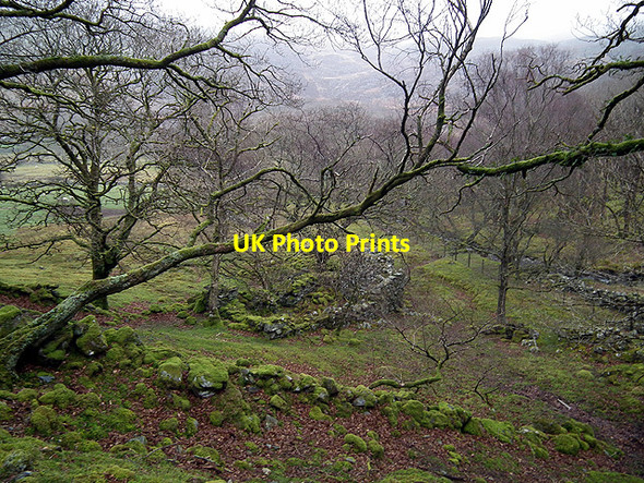 Photo 6"x4" Woods and ruined buildings above Cwm-bychan Llyn Cwm Bychan c2012