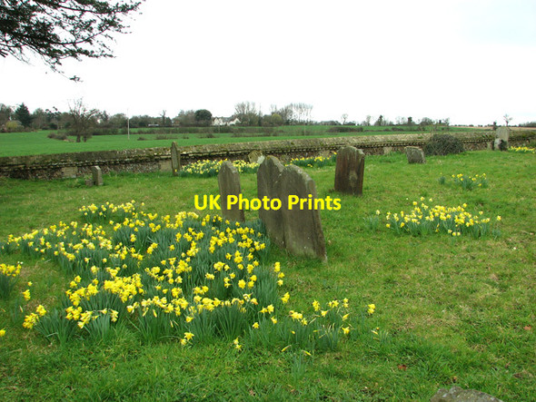 Photo 6"x4" Daffodils in St Mary's churchyard, Benhall Saxmundham c2012