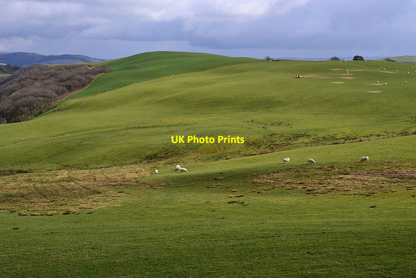 Photo 6"x4" Grazing at Bwlchcrwys Mynydd Bach\/SN7176 c2012