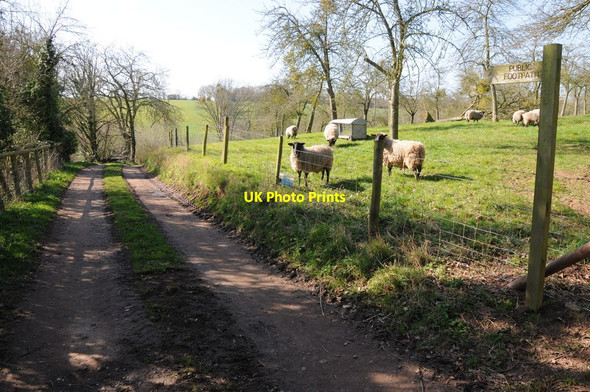 Photo 6"x4" Footpath at Evesbatch Evesbatch c2012