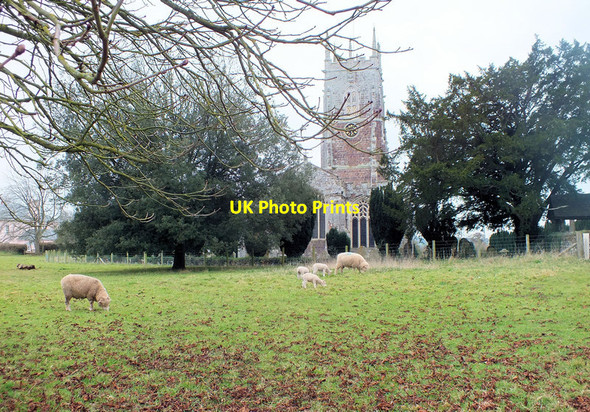 Photo 6"x4" Where sheep may safely graze Broadclyst c2012