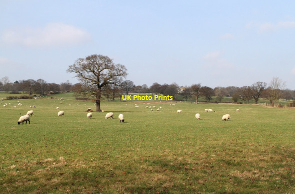 Photo 6"x4" Grazing Land Barnet c2012