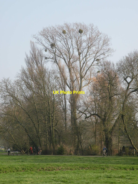 Photo 6"x4" Winter mistletoe at Coe Fen Cambridge\/TL4658 c2012