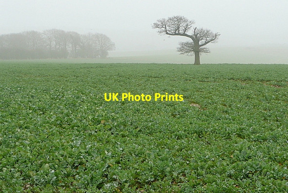 Photo 6"x4" Misty on Ladle Hill Sydmonton c2012