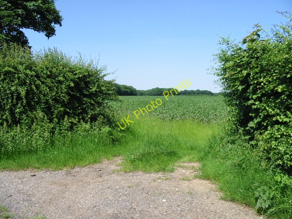 Photo 6"x4" Gap in the hedgerow off Reece Lane Selsted c2008