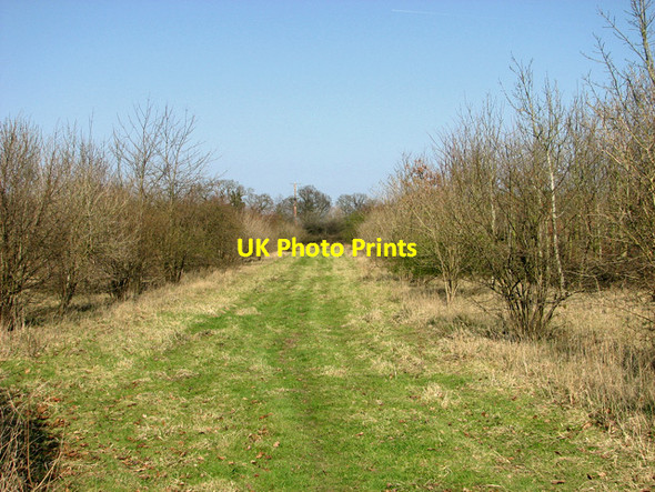 Photo 6"x4" Track into woodland, Catfield Sharp Street c2012