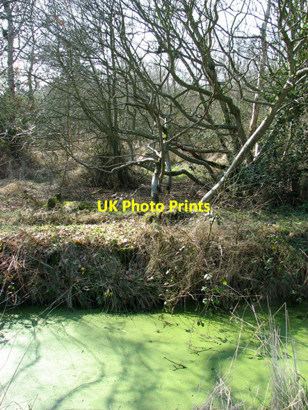 Photo 6"x4" Church Wood, Catfield Catfield c2012