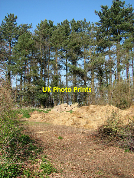 Photo 6"x4" Tall pines beside Hall Road, Catfield Catfield c2012