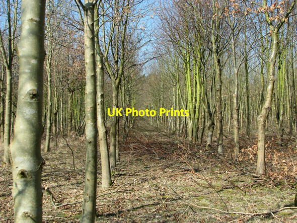 Photo 6"x4" Woodland west of All Saints church, Catfield Catfield c2012