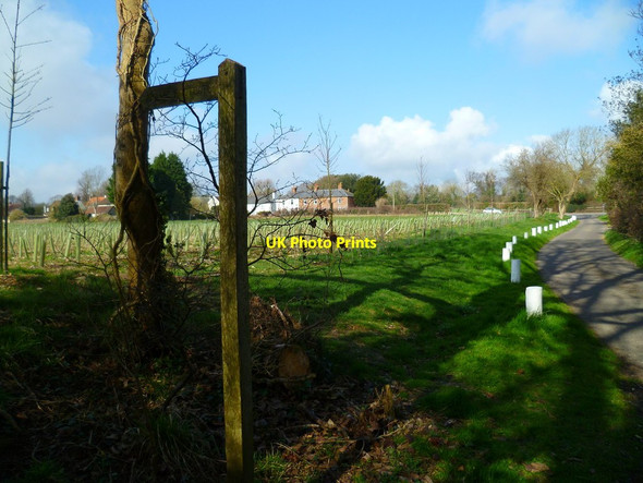 Photo 6"x4" Looking across field from Tinwood Lane Halnaker c2012