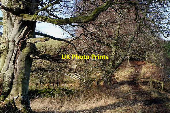 Photo 6"x4" A woodland path near Whinfield Elliston\/NT5628 c2012