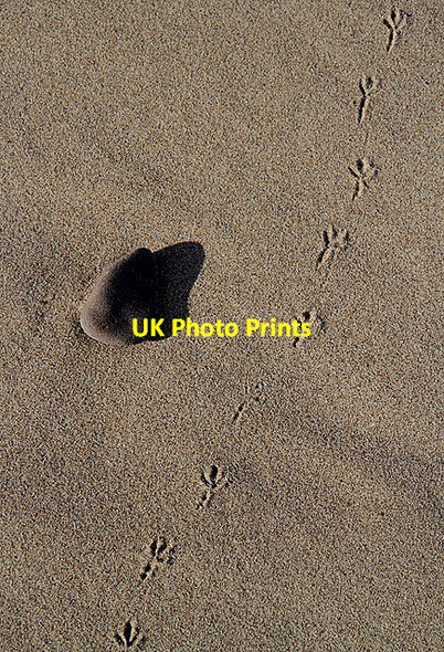 Photo 6"x4" Bird tracks on Thorntonloch Beach Thorntonloch c2012