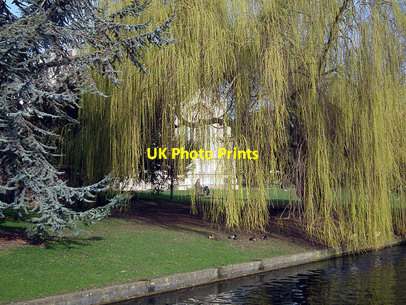 Photo 6"x4" Weeping Willow beside the River Hiz, St Mary's Square, Hitchin Hitchin c2012