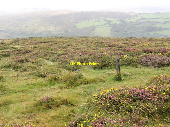 Photo 6"x4" On Yartor Down Dartmeet c2011