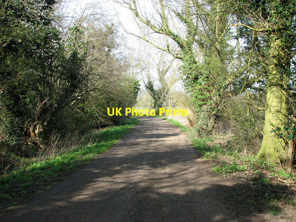 Photo 6"x4" Ivy-clad trees beside the track to Irstead Road, Irstead Irstead Street c2012